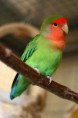 /album/fenykepgaleria/a640px-agapornis-roseicollis-peach-faced-lovebird-pet-on-perch-jpg/